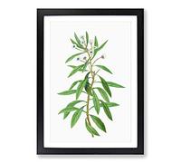 Globe Daisy Shrub by Pierre-Joseph Redoute Framed Print | A2 Black Framed Wall Art | Ready to Hang | Modern Map Picture | Living Room Bedroom Lounge Office