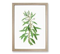 Globe Daisy Shrub by Pierre-Joseph Redoute Framed Print | A2 Oak Framed Wall Art | Ready to Hang | Modern Map Picture | Living Room Bedroom Lounge Office