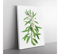 Globe Daisy Shrub By Pierre Joseph Redoute Vintage Canvas Wall Art Print Ready to Hang, Framed Picture for Living Room Bedroom Home Office Décor, 50x35 cm (20x14 Inch)