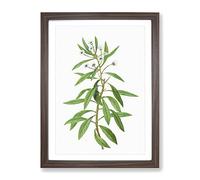 Globe Daisy Shrub By Pierre Joseph Redoute Vintage Framed Print | A3 Walnut Framed Wall Art | Ready to Hang | Classic Map Picture | Living Room Bedroom Lounge Office