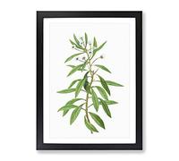 Globe Daisy Shrub By Pierre Joseph Redoute Vintage Framed Wall Art Print, Ready to Hang Picture for Living Room Bedroom Home Office Décor, Black A3 (34 x 46 cm)