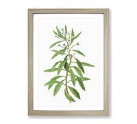 Globe Daisy Shrub By Pierre Joseph Redoute Vintage Framed Wall Art Print, Ready to Hang Picture for Living Room Bedroom Home Office Décor, Oak A2 (64 x 46 cm)