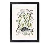 Globe Fish by Mark Catesby Framed Print | A2 Black Framed Wall Art | Ready to Hang | Modern Map Picture | Living Room Bedroom Lounge Office