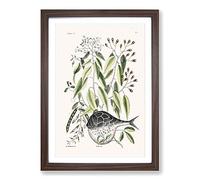 Globe Fish by Mark Catesby Framed Print | A2 Walnut Framed Wall Art | Ready to Hang | Modern Map Picture | Living Room Bedroom Lounge Office