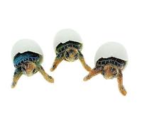 Globe Imports Baby Sea Turtles Hatching from Eggs Mini Figurines, Set of 3