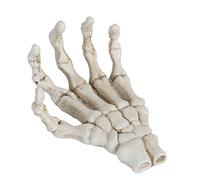 Glomora Halloween Skeleton Hands Human Hand Skeleton Model Plastic Skeleton Hands Model Bone Decoration Hand Ornaments Claw Skeleton Hand Skull Bone