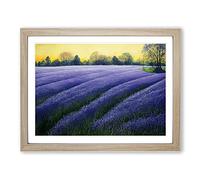 Glorious Bluebell Field Framed Print | A2 Oak Framed Wall Art | Ready to Hang | Modern Nature Picture | Living Room Bedroom Lounge Office