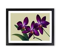 Glorious Orchid Flowers WHT Framed Print | A2 Black Framed Wall Art | Ready to Hang | Modern Floral Picture | Living Room Bedroom Lounge Office