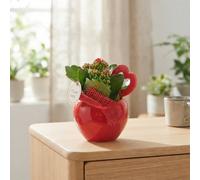 Glossy Ceramic Mixed Plant Arrangement - 12Cm Pot