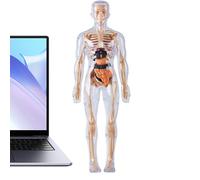 Glow-in-the-Dark Anatomy Model - Interactive Science Kit | STEM Educational Toy from 8 Years | Human Skeleton Type School, Laboratory or Gift