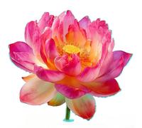 Glow In The Dark Lotus Flower Wall Sticker For Bathroom Decor On Smooth Surfaces Including Mirrors Tiles And Glass PVC Decal For Indoor Spaces(B blue)