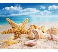 GLTEYACO Embroidery Cross Stitch Kit Beach Starfish Shell 11CT Stamped Cross Stitch Kits DIY Adult Beginners for Pre-Printed Needlepoint Crafts 40x50 cm