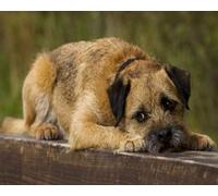 GLTEYACO Embroidery Cross Stitch Kit Border Terrier 11CT Stamped Cross Stitch Kits DIY Adult Beginners for Pre-Printed Needlepoint Crafts 40x50 cm