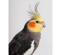 GLTEYACO Embroidery Cross Stitch Kit Cockatiel 11CT Stamped Cross Stitch Kits DIY Adult Beginners for Pre-Printed Needlepoint Crafts 40x50 cm