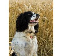 GLTEYACO Embroidery Cross Stitch Kit Springer Spaniel 11CT Stamped Cross Stitch Kits DIY Adult Beginners for Pre-Printed Needlepoint Crafts 40x50 cm