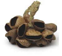 GMP Pangi Seed Shell Shaker Sound Effect