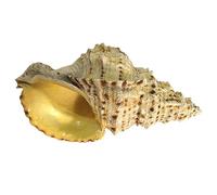 GNYVZXPLQ Natural Conch Replacement Shells, Simulated Resin Seashell Ornament Multiple Sizes Multicolor(A)