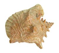 GNYVZXPLQ Natural Conch Replacement Shells, Simulated Resin Seashell Ornament Multiple Sizes Multicolor(B)