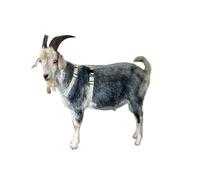 Goat Harness, Asatre Adjustable Lined Hemp Goat or Sheep Harnesses, Small to X-Large, Fleece Lined, Multi Buckle, Machine Washable (Large), Beige