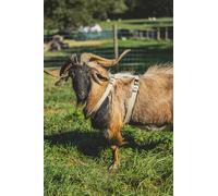 Goat Harness, Sheep Harness, Asatre Livestock Hemp Goat Harness, Livestock Halter, Small to X-Large, Fleece Lined, Multi-Clasp, Machine Washable Soft Durable Harness