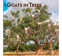 Goats in Trees 2027 12 X 24 Inch (Hanging) Monthly Square Wall Calendar Plastic-Free: Original BrownTrout-Kalender [Mehrsprachig] [Kalender]