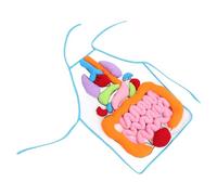 Gogogmee 3D Human Organs Educational Apron, Early Learning Cognitive Three-Dimensional Internal Organs Model, Preschool Science Teaching Tool for Boys and