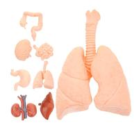 Gogogmee 8pcs Human Organ Anatomical Model Teaching Tools Realistic Simulated Brain Heart Stomach Lung Liver Kidney for Student Classroom Learning and Medical Demonstration