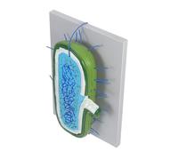 Gogogmee Anatomical Animal Cell Model for Education Detailed Human Hepatocyte Tissue Culture Simulation Interactive Biology Teaching Aid for Classroom and Research Labs