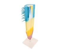 Gogogmee Corn Root Profile Model Educational Anatomy Study Tool Longitudinal Root Structure for Biology Teaching High School and Middle School Students Portable and Detailed