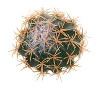 Gogogmee Cute Cactus Car Antenna Topper Realistic Fake Cactus Stems Whimsical Car Roof Charm Unique Exterior Decoration for Vehicle Dashboard and Auto Roof Accessory