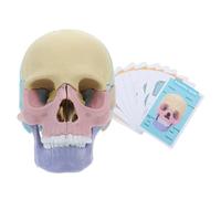 Gogogmee Detachable Human Skull Model Anatomy Medical Teaching Tool Life-like Anatomical Head Skeleton for Learning and Educational Use