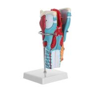 Gogogmee Enlarged Human Throat Anatomy Model 2X Medical Throat Anatomy Teaching Prop with Larynx Muscles, Thyroid, and Blood Vessels for Classroom Study and Medical Training