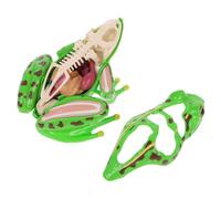 Gogogmee Frog Anatomy Model Educational Dissection Kit for Detachable Organs Reusable Biology Learning Tool and Puzzle for Homeschool and Classroom Study