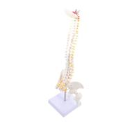 Gogogmee Human Spine Model with Tailbone and Pelvis Flexible Vertebral Column Anatomy for Medical Teaching Doctor and Hospital Use Detailed Nerve Roots and Intervertebral Discs