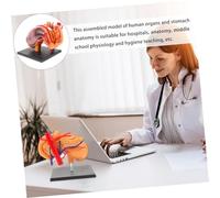 Gogogmee Lifelike Stomach Anatomical Model Teaching Supply for Classroom Demonstration Educational Aid Suitable for Students Teachers Medical Colleges