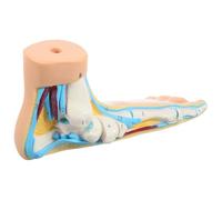 Gogogmee Medical Teaching Flat Foot Anatomy Model with Muscles and Joints Human Foot Skeleton Display for Science Education and Orthopedic Study Mold for Classroom Use