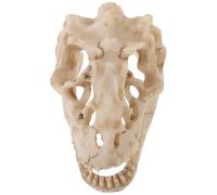 Gogogmee Resin Dinosaur Skull Model Small Tyrannosaurus Skull Decorative Teaching Accessories Compact Animal Skeleton Ornament for Desk Bookshelf Terrarium Gift for Dinosaur Lovers