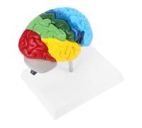 Gogogmee Scale Right Hemisphere Display for Educational Use Realistic Anatomy Teaching Tool for Science Class Studies