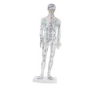 Gogogmee Traditional Chinese Medicine Meridian Model Human Acupoint Model Male Pressure Point and White