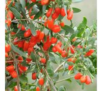 Goji Berry 'No.1 Lifeberry' - Super Food Variety for Health and Beauty 9cm Pot x 3 by Thompson & Morgan