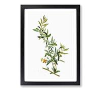 Goji Berry Tree by Pierre-Joseph Redoute Framed Print | A2 Black Framed Wall Art | Ready to Hang | Modern Floral Picture | Living Room Bedroom Lounge Office