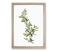 Goji Berry Tree by Pierre-Joseph Redoute Framed Print | A2 Oak Framed Wall Art | Ready to Hang | Modern Floral Picture | Living Room Bedroom Lounge Office