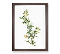 Goji Berry Tree by Pierre-Joseph Redoute Framed Print | A2 Walnut Framed Wall Art | Ready to Hang | Modern Floral Picture | Living Room Bedroom Lounge Office