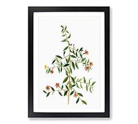 Goji Berry Tree Flowers by Pierre-Joseph Redoute Framed Print | A2 Black Framed Wall Art | Ready to Hang | Modern Floral Picture | Living Room Bedroom Lounge Office