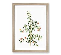 Goji Berry Tree Flowers by Pierre-Joseph Redoute Framed Print | A2 Oak Framed Wall Art | Ready to Hang | Modern Floral Picture | Living Room Bedroom Lounge Office
