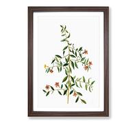 Goji Berry Tree Flowers by Pierre-Joseph Redoute Framed Print | A2 Walnut Framed Wall Art | Ready to Hang | Modern Floral Picture | Living Room Bedroom Lounge Office