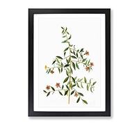 Goji Berry Tree Flowers By Pierre Joseph Redoute Vintage Framed Print | A2 Black Framed Wall Art | Ready to Hang | Classic Floral Picture | Living Room Bedroom Lounge Office