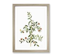Goji Berry Tree Flowers By Pierre Joseph Redoute Vintage Framed Print | A2 Oak Framed Wall Art | Ready to Hang | Classic Floral Picture | Living Room Bedroom Lounge Office