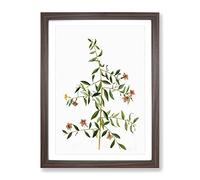 Goji Berry Tree Flowers By Pierre Joseph Redoute Vintage Framed Print | A2 Walnut Framed Wall Art | Ready to Hang | Classic Floral Picture | Living Room Bedroom Lounge Office