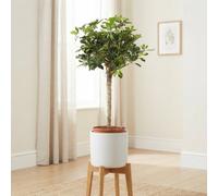 Gold Capella Dwarf Umbrella Tree (Schefflera Arboricola) - 30Cm Pot